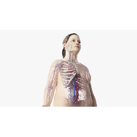 Obese Female Skin, Skeleton And Vascular System model